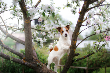 Dog Jack Russell sitting on a tree