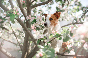 Dog Jack Russell sitting on a tree