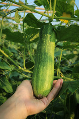 Man hand pick and harvest cucumber in plant