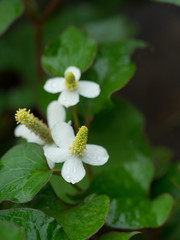 薬効のあるドクダミ