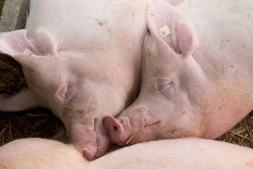 Large white swine sleeping on straw