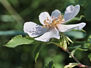 Rosa canina