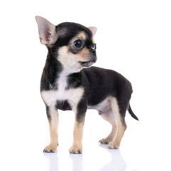 Small chihuahua puppy on the white background