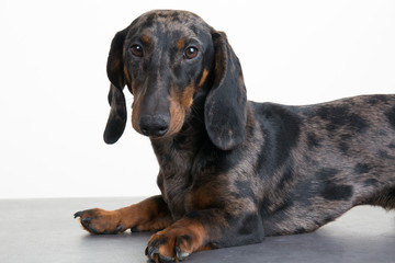 Close up of a Dachshund in front of a WHITEbackground