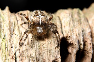 Kreuzspinne