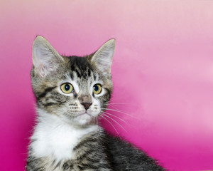 White and gray and brown stripped tabby kitten with white chest and yellow eyes on a pink and yellow mottled background looking watching with yellow and green eyes.