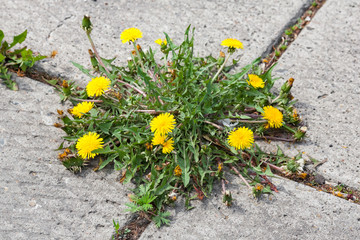 Obraz premium Dandelion, taraxacum officinale, growing on pavement
