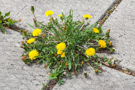 Fototapeta Dandelion, taraxacum officinale, growing on pavement