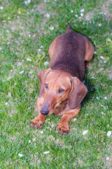 dachshund dog brown