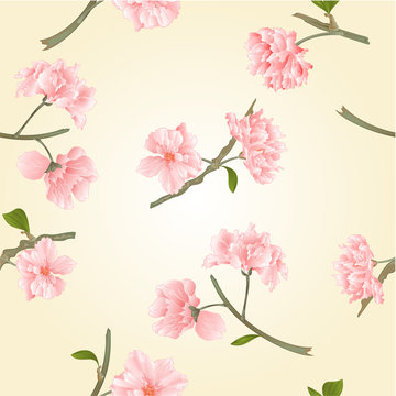 Seamless texture blossoms sakura  natural background vector illustration