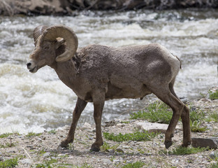 Bighorn sheep - Colorado, Rocky Mountains