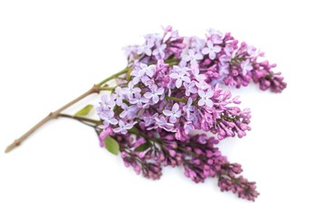 Purple lilac branch, isolated on white background