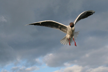 Seagull