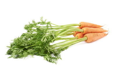 Bunch of carrot with the green top isolated over white background