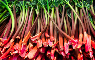 Fresh rhubarb stalks harvested and ready for sale at a farmers market.