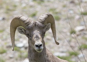 Bighorn sheep - Colorado, Rocky Mountains