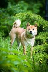 Shiba inu portrait outdoor at summer