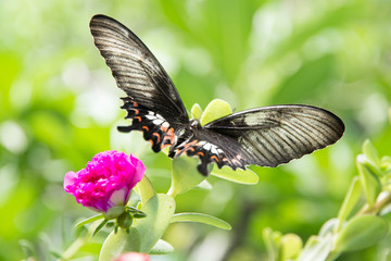 butterfly  and   flowers