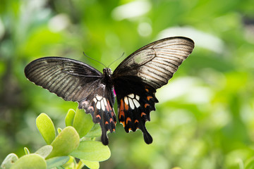 butterfly  and   flowers