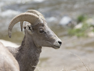 Bighorn sheep - Colorado, Rocky Mountains