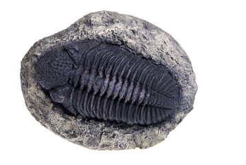Trilobite fossil replica close up isolated on white background