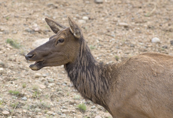 Elk in Rocky Mountains - Colorado, Estes Park