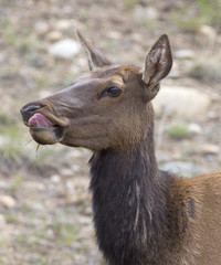 Elk in Rocky Mountains - Colorado, Estes Park