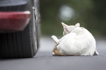 The white Cat beside a car