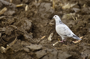 Biały gołąb (White Dove)