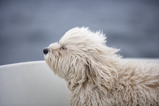 White dog