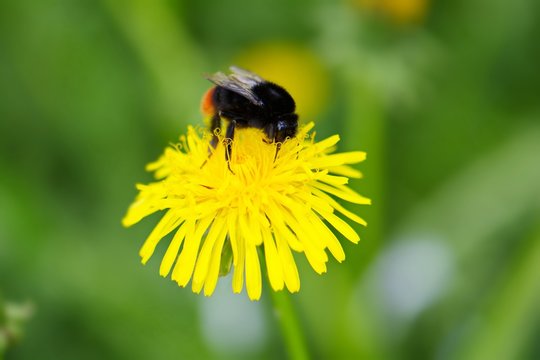 bumblebee on a bright dandelion