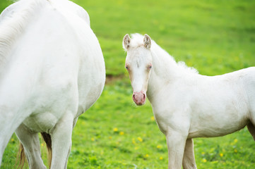 Obraz na płótnie Canvas pony cream foal in the meadow