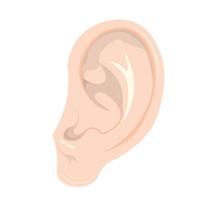 human ear vector Illustration isolated on white background