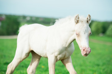 Obraz premium pony cream foal in the meadow