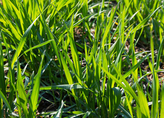 Beautiful spring field.