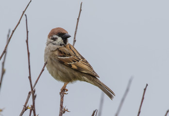 Tree Sparrow
