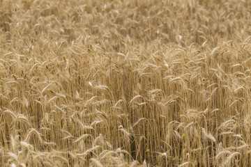 fields of wheat 19