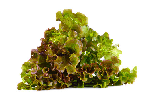 green and red lettuce isolated on white background