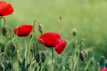Obraz premium Close up poppy head. red poppy. Red poppy flowers field, close u