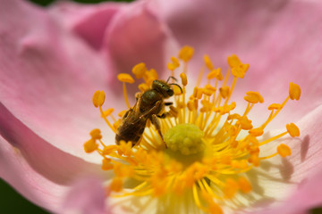 spring pink (rose) flower and bee. Bee on a flower