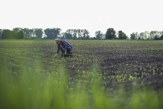 Farmer in a field examining crop