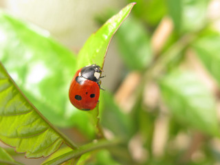 Ladybug close-up