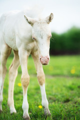 Obraz na płótnie Canvas funny pony cream foal in the meadow