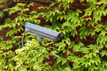 Kamera zur Überwachung an bewachsener grüner Blätterwand