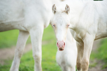 Obraz na płótnie Canvas pony cream foal with mom in the meadow