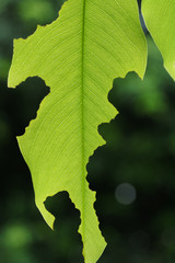 Green leaf with holes eaten by pests. Concept for Agriculture co