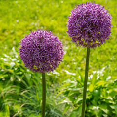 globular flowers