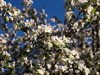 Obraz premium springtime