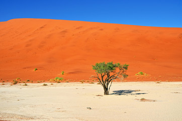 Fototapeta na wymiar Deadvlei, Sossusvlei. Namibia