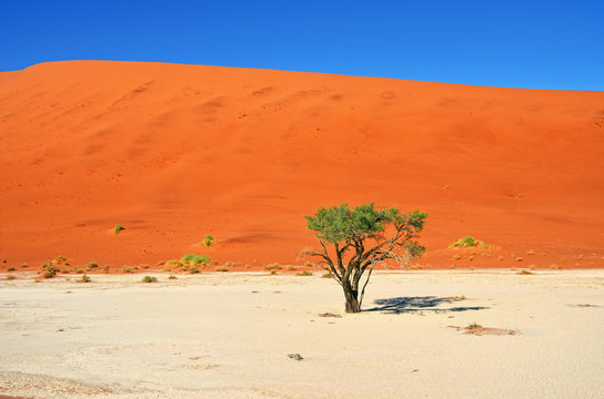 Deadvlei, Sossusvlei. Namibia © Oleg Znamenskiy